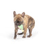 Huxley & Kent Tiny Tuff Christmas Tree Cookie Dog Toy